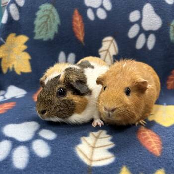 Rescue Guinea Pig Guinea Pigs for Adoption in Quakertown, Pennsylvania - Sylvie And Stella | PetCurious